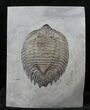 Inflated, Arctinurus Trilobite - New York #14173-2